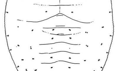 Pealius psychotriae Takahashi, 1935 拎璧龍皮粉蝨