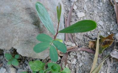 Acacia confusa 相思樹