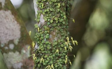 Bulbophyllum drymoglossum Maxim. 狹萼豆蘭