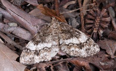 Alcis ectogramma Wehrli, 1943 俄霜尺蛾