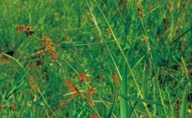 Fuirena umbellata Rottb. 黑珠蒿