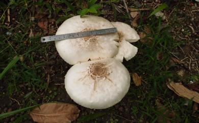 Chlorophyllum molybdites (Fr.:Fr.) Mass. 大青褶傘