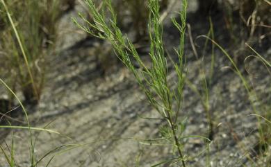 Aster altaicus 臺東鐵桿蒿