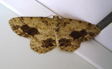 Ectropis bhurmitra Walker, 1860 淡猗尺蛾