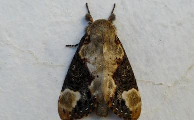 Formofentonia orbifer rotundata Matsumura, 1925 褐頂斑舟蛾