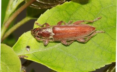 Ceresium elongatum Matsushita, 1933 瘦軀姬天牛