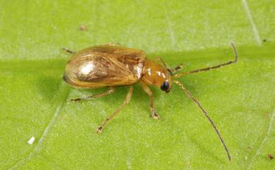 Monolepta meihuai Lee, Tian, & Staines, 2010 赤楊長腳螢金花蟲