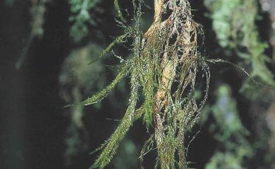 Gammiella tonkinensis (Broth. & Paris) B.C.Tan 厚角苔