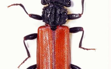 Cucujus haematodes opacus Lewis, 1888 紅翅扁甲