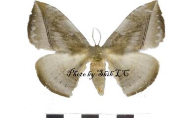 Ganisa formosicola Matsumura, 1931 灰紋帶蛾
