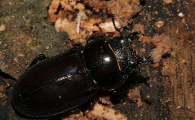 Dorcus titanus sika (Kriesche, 1920) 臺灣扁鍬形蟲