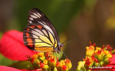 Delias hyparete luzonensis Felder & Felder, 1862 白豔粉蝶