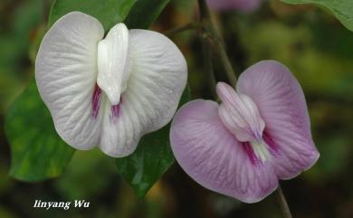 Centrosema plumieri 白花山珠豆