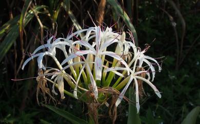 Crinum asiaticum 文珠蘭