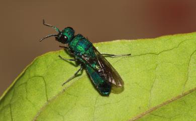 Chrysididae 青蜂科