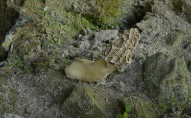 Morchella conica Pers. 尖頂羊肚菌