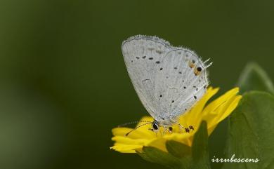 Everes argiades hellotia (Ménétriés, 1857) 燕藍灰蝶