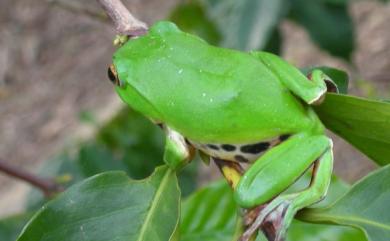 Zhangixalus moltrechti (Boulenger, 1908) 莫氏樹蛙