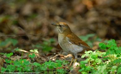 Turdus pallidus Gmelin, 1789 白腹鶇