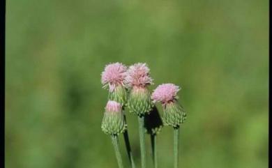 Hemisteptia lyrata (Bunge) Fisch. & C.A. Mey. 泥胡菜