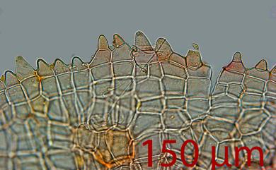 Marchantia pinnata Steph. 羽裂地錢
