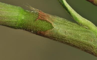 Persicaria pulchra (Blume) Soják 絨毛蓼