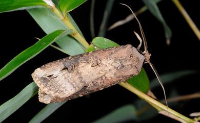 Agrotis ipsilon (Hufnagel, 1767) 小地老虎