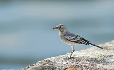 Motacilla alba leucopsis (Gould, 1838) 白鶺鴒(白面黑背亞種)