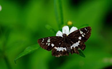 Tagiades tethys moori (Mabille, 1876) 玉帶弄蝶