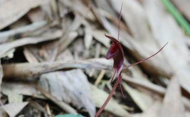 Corybas puniceus 豔紫盔蘭