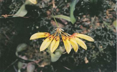 Bulbophyllum retusiusculum Rchb.f. 黃萼捲瓣蘭