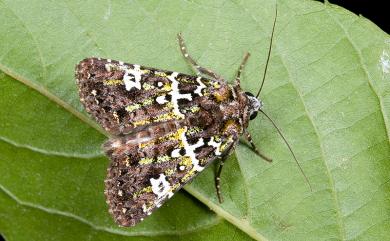 Karana gemmifera (Walker, 1858) 十日錦夜蛾