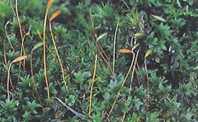 Bryum billarderii Schwaegr., 1816 大真苔