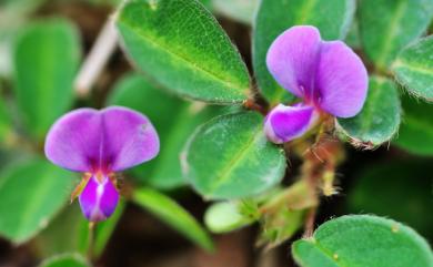 Desmodium heterophyllum 變葉山螞蝗