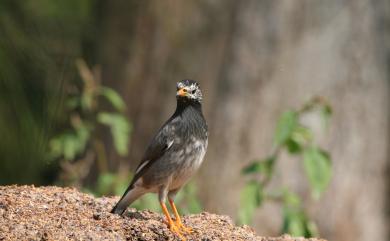 Spodiopsar cineraceus (Temminck, 1835) 灰椋鳥