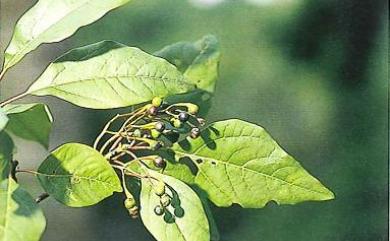 Sassafras randaiense (Hayata) Rehder 臺灣檫樹