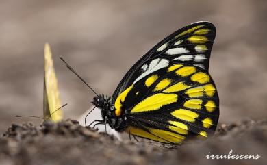 Prioneris thestylis formosana Fruhstorfer, 1903 鋸粉蝶