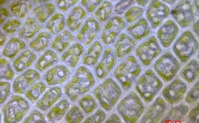 Diplophyllum taxifolium 鱗葉折葉蘚