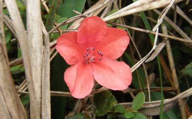 Rhododendron simsii Planch. 唐杜鵑
