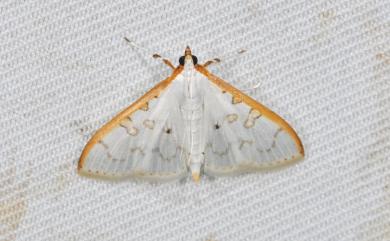 Palpita hypohomalia Inoue, 1996 彎囊絹鬚野螟