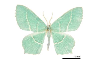Hemistola taiwanensis Chang & Wu, 2013 臺灣無繮青尺蛾