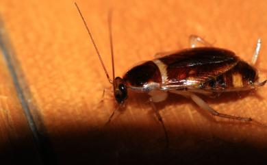 Supella longipalpa (Fabricius, 1798) 棕帶姬蠊