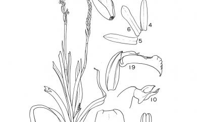 Spiranthes sinensis (Pers.) Ames 綬草