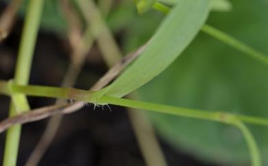 Murdannia spirata (L.) G. Brückn. 矮水竹葉