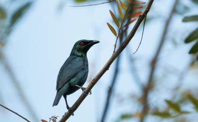 Aplonis panayensis (Scopoli, 1786) 亞洲輝椋鳥