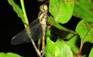 Sympetrum speciosum Oguma, 1915 黃基蜻蜓