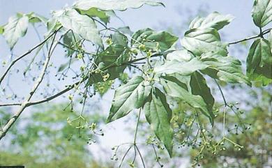 Euonymus oxyphyllus 垂絲衛矛