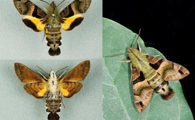 Macroglossum sitiene Walker, 1856 膝帶長喙天蛾