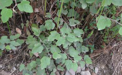 Rubus formosensis 臺灣懸鉤子