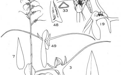 Peristylus calcaratus 貓鬚蘭